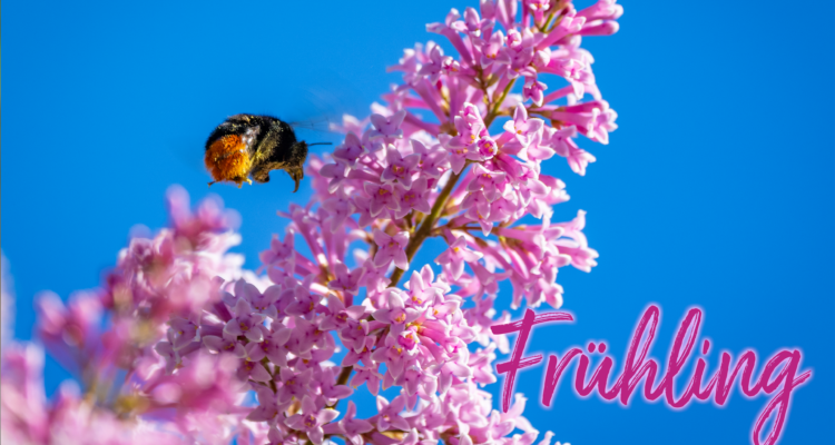 Hummel im Anflug auf rosa Flieder vor blauem Hintergrund.