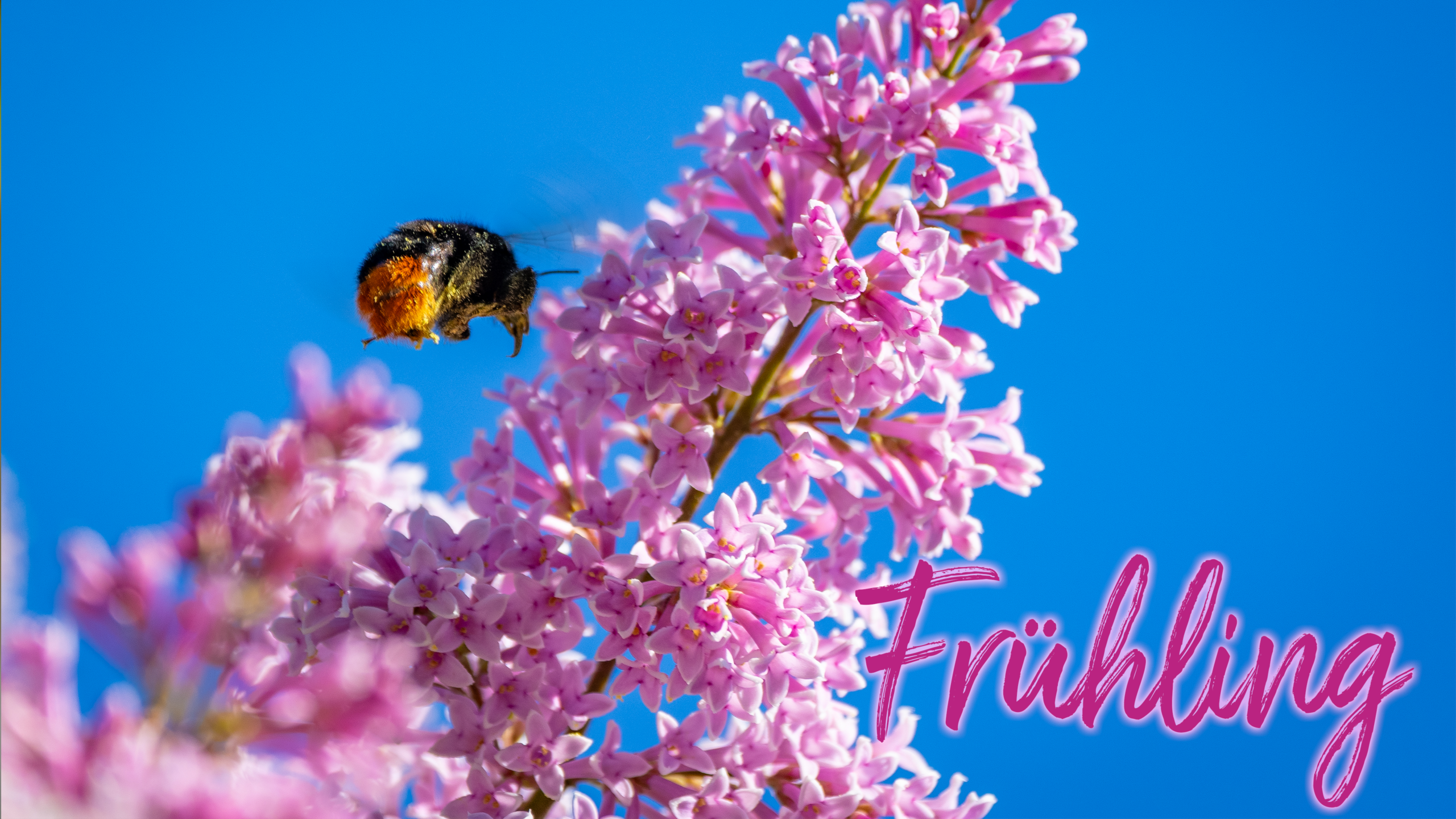 Hummel im Anflug auf rosa Flieder vor blauem Hintergrund.